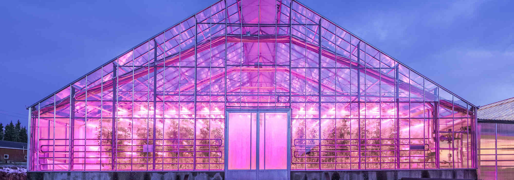Serre en verre éclairée au crépuscule par un éclairage LED horticole magenta au-dessus de la culture